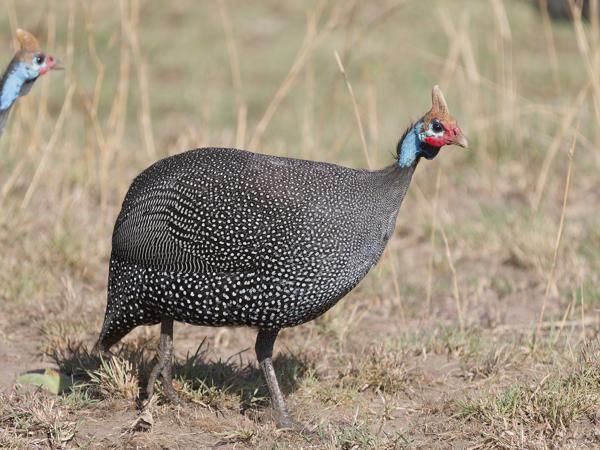 <h3><a href="/trips/tanzania/biota/animalia/chordata/aves/006 galliformes/003 numididae/numida meleagris/numida meleagris-nl.html">Numida&nbsp;meleagris</a> / Helmeted&nbsp;guineafowl / Helmparelhoen</h3>OM-1 Mark II met OLYMPUS M.150-400mm F4.5, 1/2000 sec  bij F4.5, ISO 400, afstand 15.1&nbsp;m
